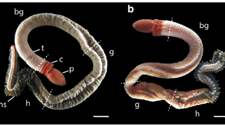 How Shapeless Blobs Of Cells Grow Into Wriggling Worms | Science ...